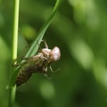Falkenlibelle (Cordulia aenea)